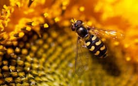 Waarom zijn bijen belangrijk?